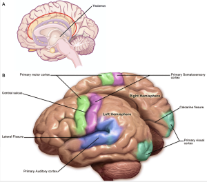 Two illustrations of the human brain, (a) transverse section showing the thalamus structure, (b) whole brain with sensory processing regions coloured and labelled.