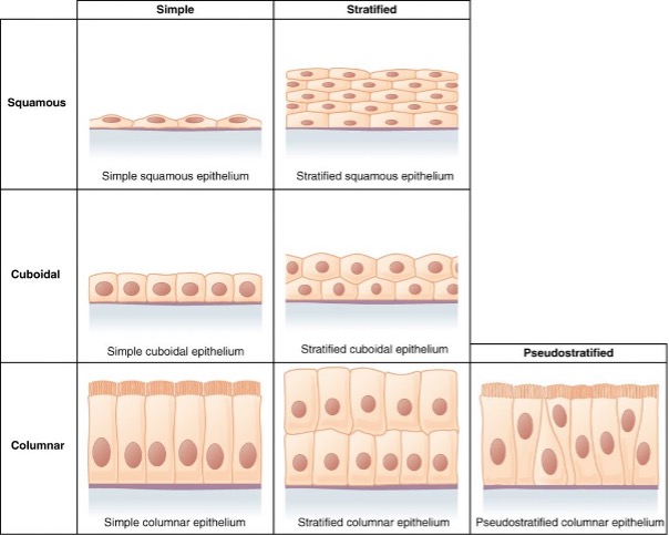 Types of epithelial cells