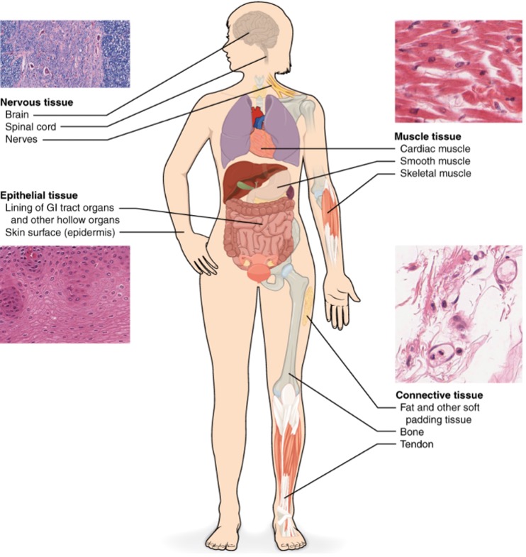 Four types of tissue in the body. The four types of tissues are exemplified in nervous tissue, stratified squamous epithelial tissue, cardiac muscle tissue, and connective tissue in small intestine. Clockwise from nervous tissue, LM × 872, LM × 282, LM × 460, LM × 800.