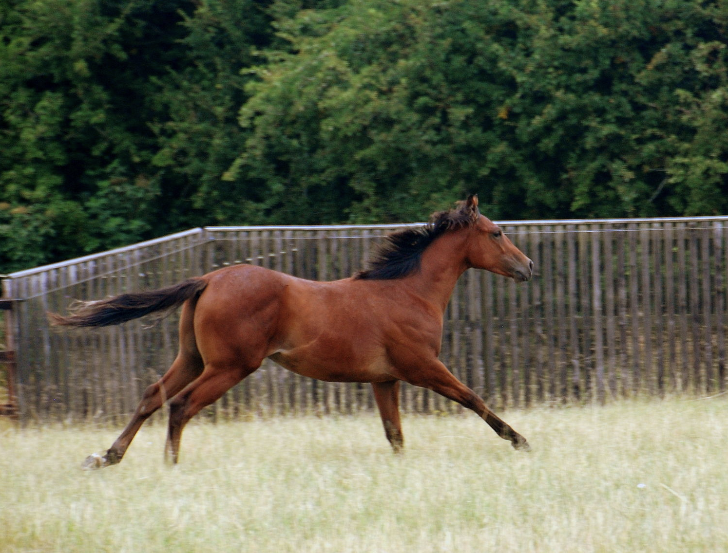 Yearling Colt