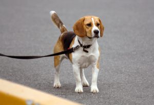 Beagle dog, standing looking attentive.