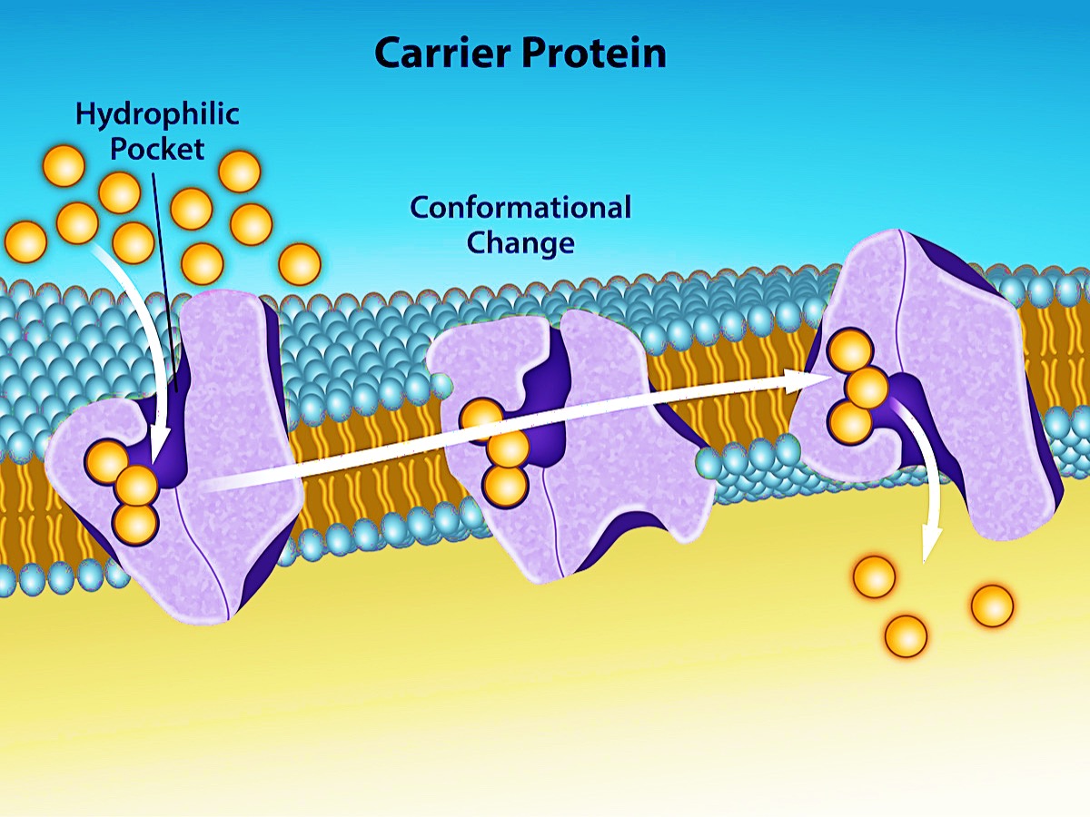 Illustration of a carrier protein embedded in a plasma membrane. Some substances are able to move down their concentration gradient across the plasma membrane with the aid of carrier proteins. Carrier proteins change shape as they move molecules across the membrane