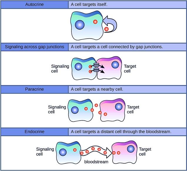 Diagram showing four types of chemical signalling. In chemical signalling, a cell may target itself (autocrine signalling), a cell connected by gap junctions, a nearby cell (paracrine signalling), or a distant cell (endocrine signalling). Paracrine signalling acts on nearby cells, endocrine signalling uses the circulatory system to transport ligands, and autocrine signalling acts on the signalling cell. Signalling via gap junctions involves signalling molecules moving directly between adjacent cells.