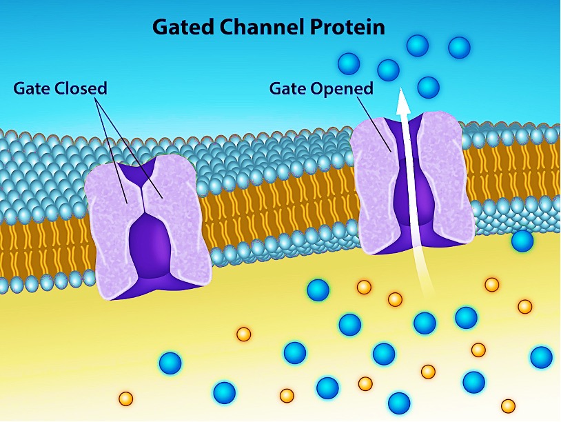 Molecular level diagram of a membrane showing a closed gate and an opened gate with blue coloured ions passing through while yellow ions are blocked.
