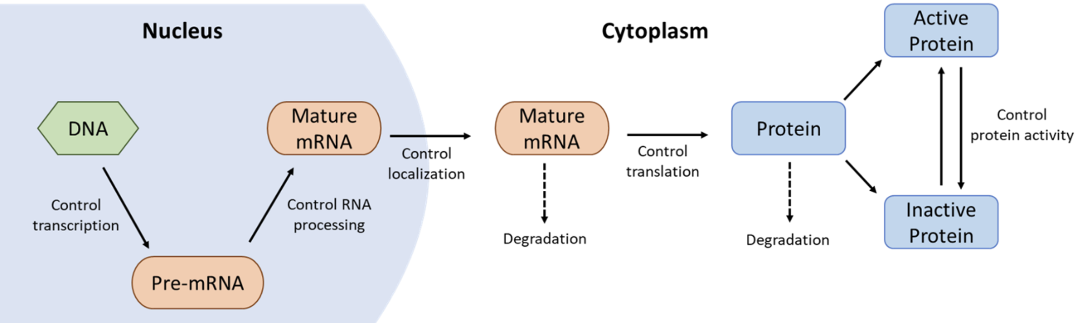 Regulation of genes and gene product flow chart