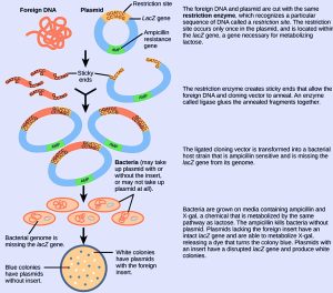Recombinant plasmid production