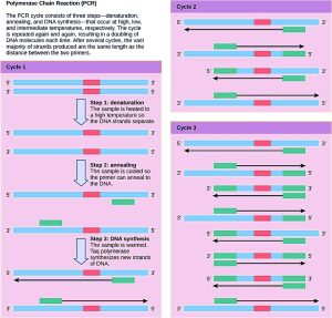 Polymerase chain reaction
