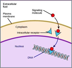 Figure 7.3 Hydrophobic signalling molecules typically diffuse across the plasma membrane and interact with intracellular receptors in the cytoplasm. Many intracellular receptors are transcription factors that interact with DNA in the nucleus and regulate gene expression.