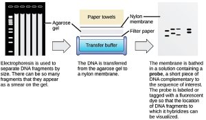 Gel electrophoresis and southern blotting