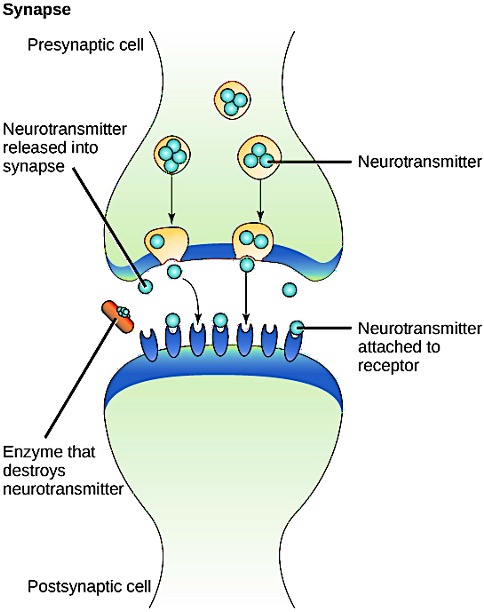 Diagram of a synapse showing the junction between a presynaptic and a postsynaptic cell. The distance between the presynaptic cell and the postsynaptic cell—called the synaptic gap—is very small and allows for rapid diffusion of the neurotransmitter. Enzymes in the synaptic gap degrade some types of neurotransmitters to terminate the signal.