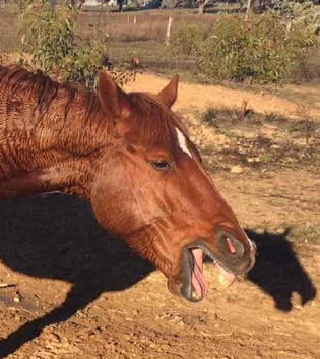 Portrait of bay horse head with yawning muzzle
