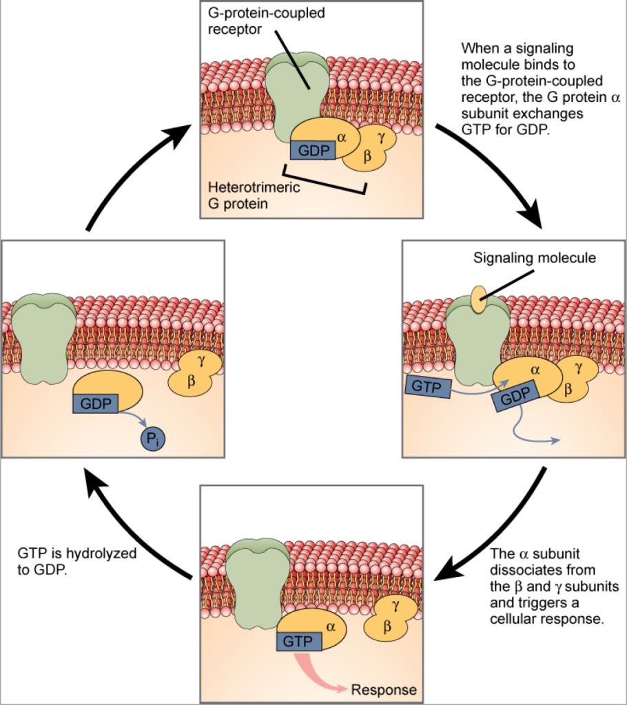 The diagram illustrates the signaling process of a heterotrimeric G-protein in four cyclic stages. Heterotrimeric G-proteins have three subunits: α, β, and γ. When a signalling molecule binds to a G-protein-coupled receptor in the plasma membrane, a GDP molecule associated with the α subunit is exchanged for GTP. The β and γ subunits dissociate from the α subunit, and a cellular response is triggered either by the α subunit or the dissociated βγ pair. Hydrolysis of GTP to GDP terminates the signal.