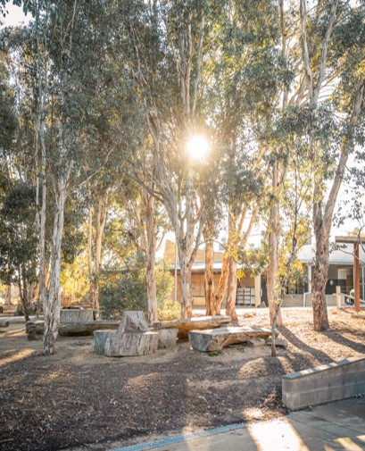 The sun shining through some gum trees, with some benches in the foreground. Albury Campus, Charles Sturt University, Wiradjuri Land.