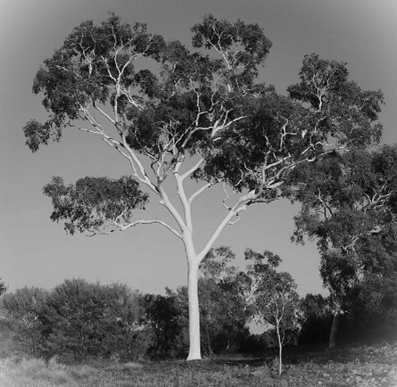 photograph of a gum tree