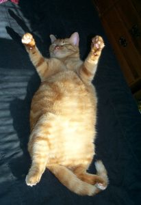 Red short haired cat on back in sun