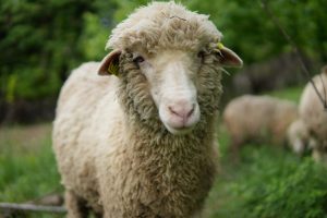 Merino ewe