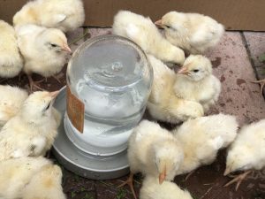 Chicks around a jar of water