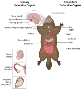 Endocrine organs