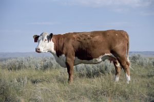 Hereford cow on grass