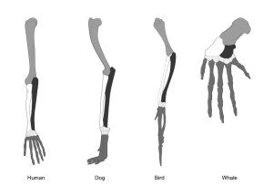 "Bones of the forelimb or arm."