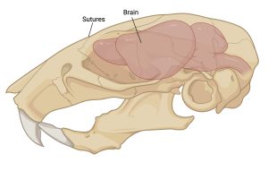 "Diagram of suture joints of skull"