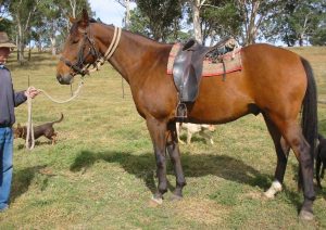 Stock horse with saddle on, standing by a farmer and kelpie