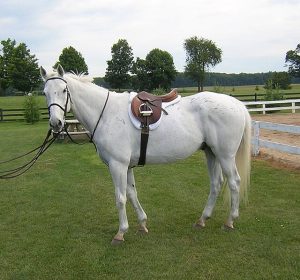 Thoroughbred gelding