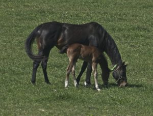 Thoroughbred Mare and Foal in paddock