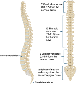 "vertebrae column, indicating cervical vertebrae, thoracic vertebrae, and lumbar vertebrae"