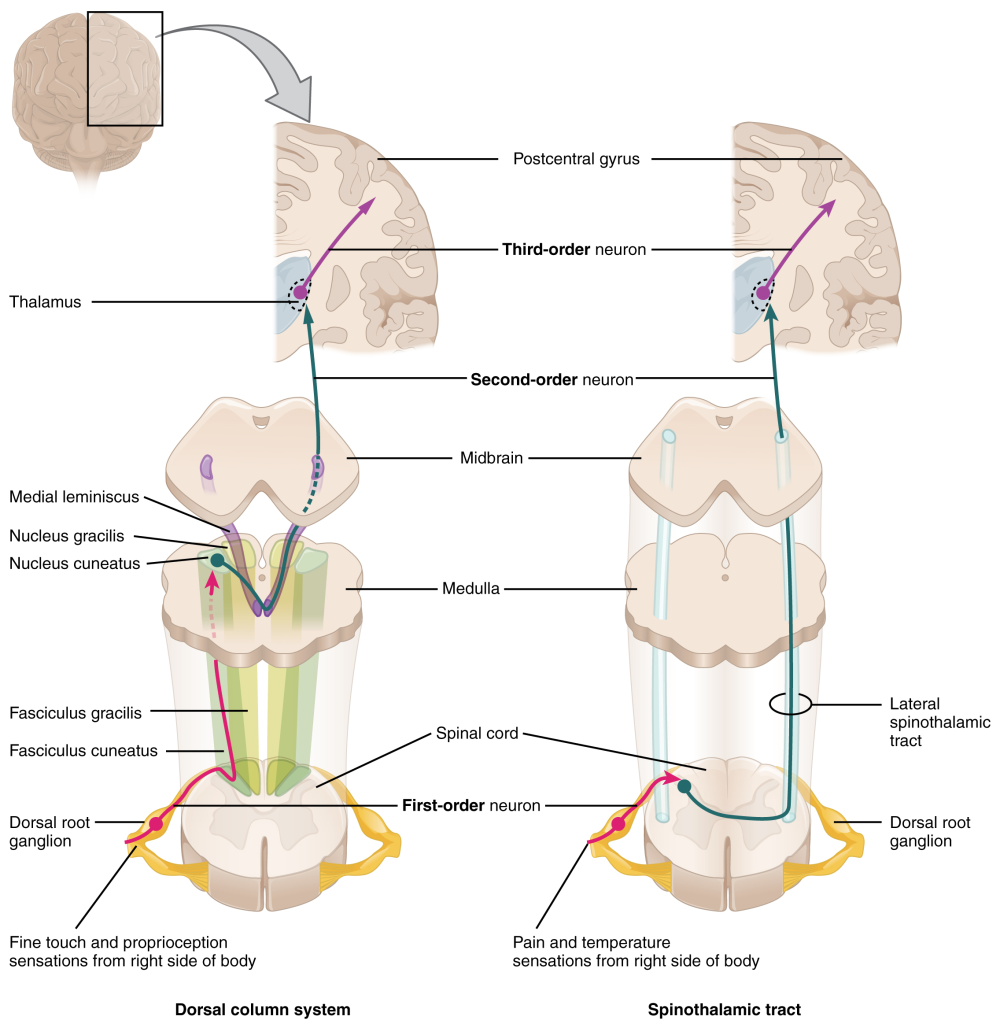 Ascending sensory pathways of the spinal cord.