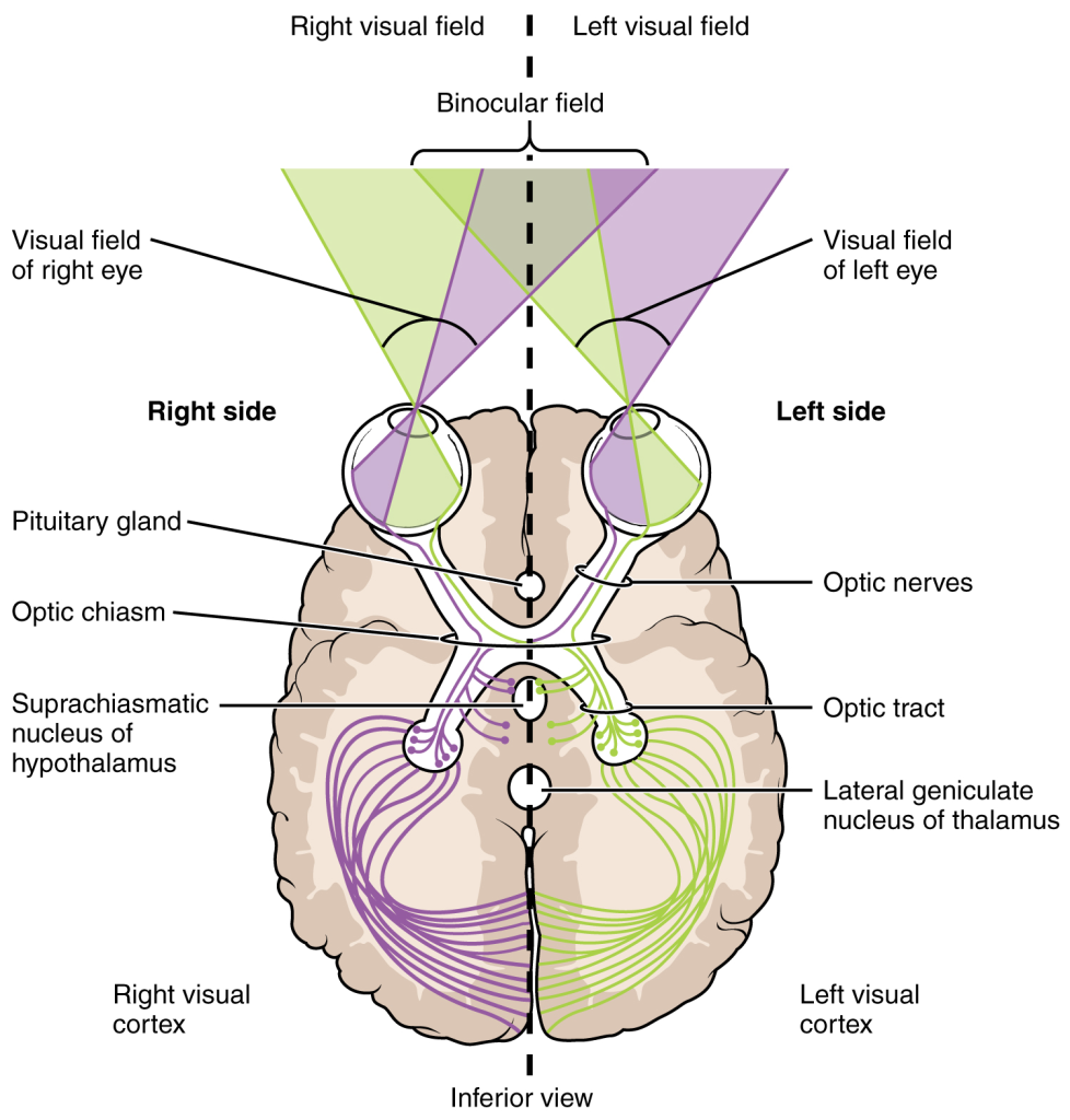 Segregation of visual field information at the optic chiasm.
