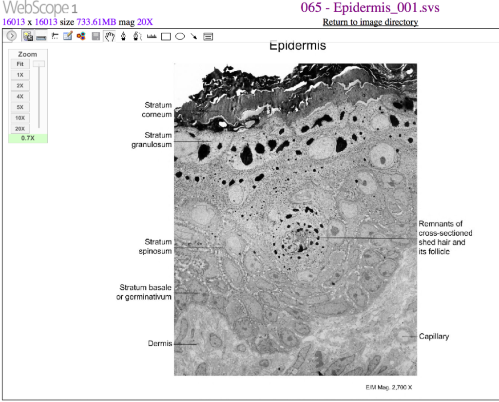 Cells of the epidermis