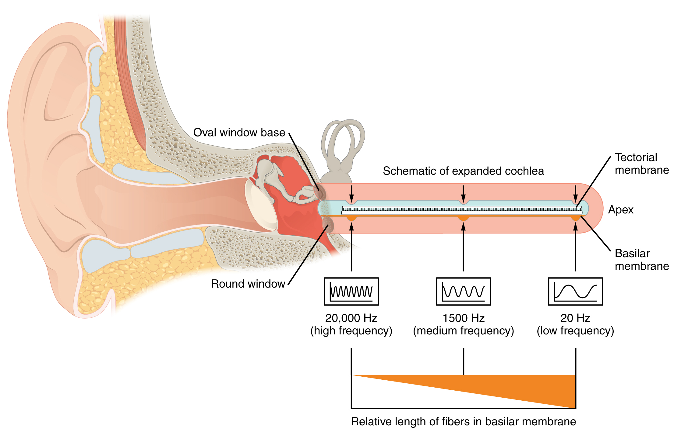 "An anatomical diagram of the human ear highlighting the cochlea and its role in frequency detection"