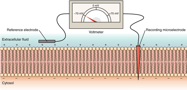 Depicting our types of tissue in the body-nervous tissue, stratified squamous epithelial tissue, cardiac muscle tissue, and connective tissue in small intestine.