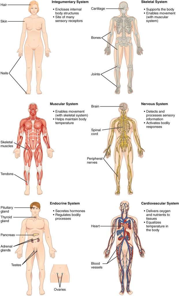 Organ systems in human body
