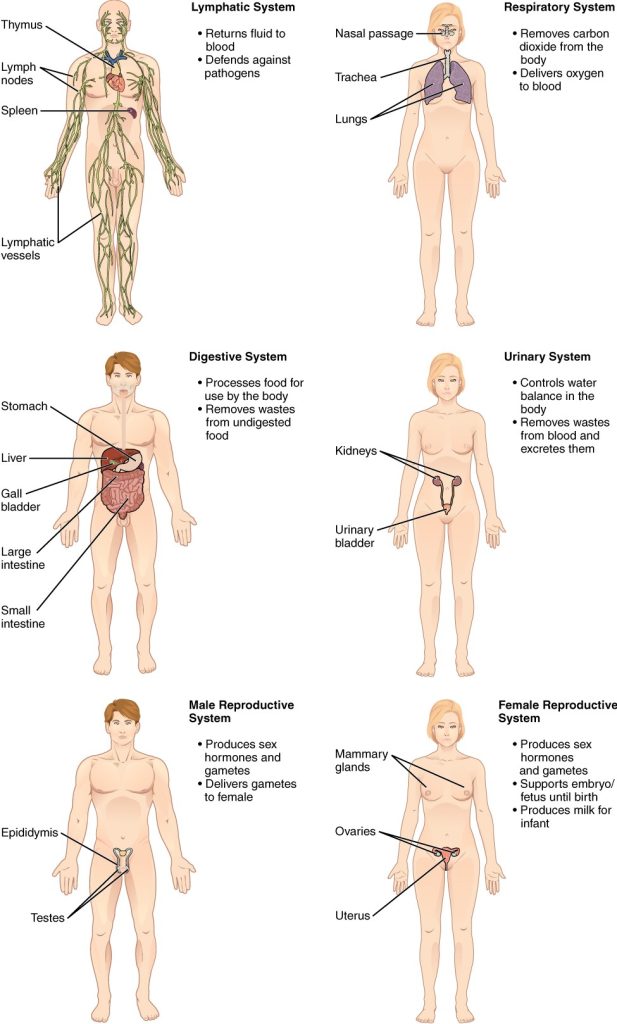 Organ systems of the human body