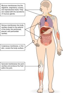 Diagram of human body highlighting tissue membrances ncluding mucous membrances, serous membranes, cutaneous membrane and synovial membranes