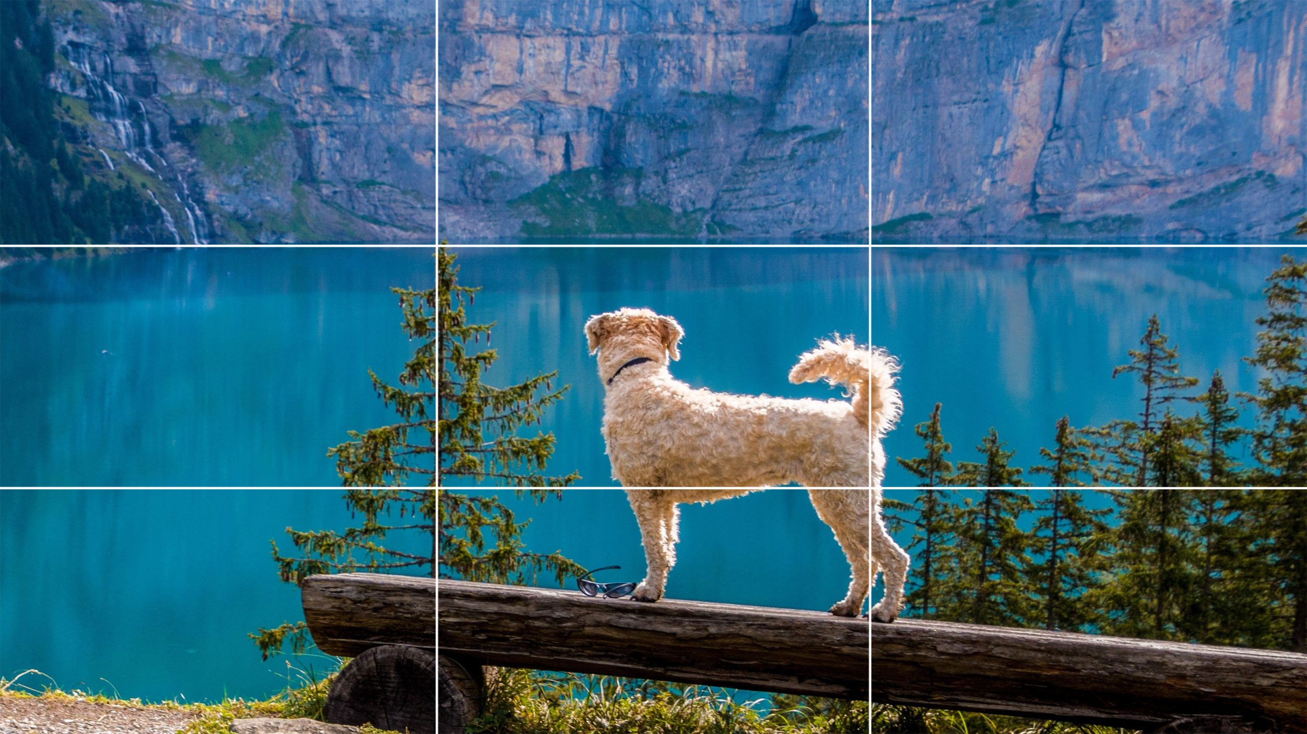 Dog standing on a bench overlookign a lake