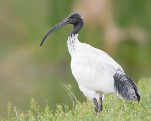 Australian ibis flying