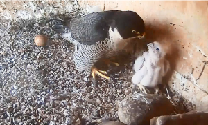 Image of Peregrine falcons on the Orange Campus of Charles Sturt University